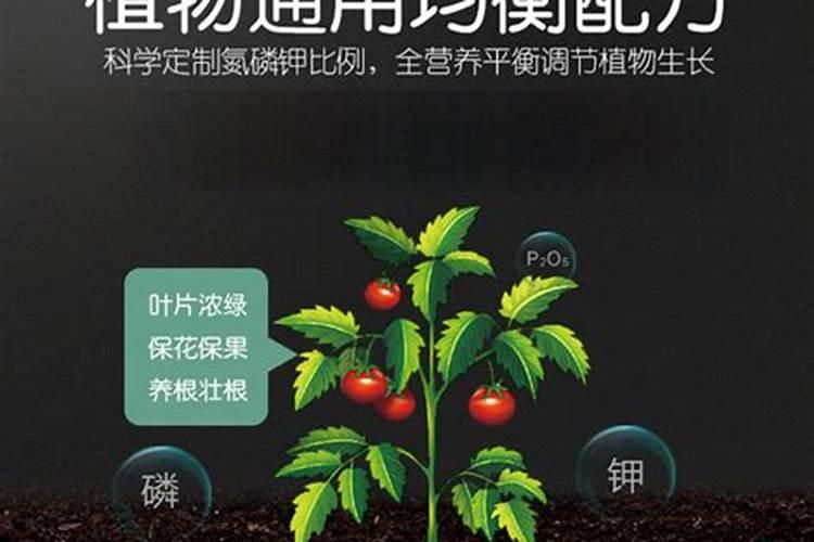 花卉是否可以施用钙镁磷肥？