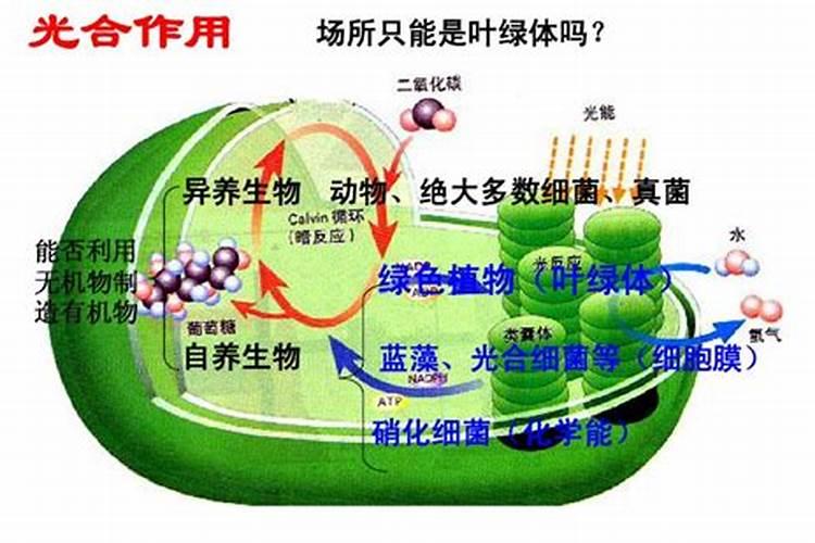 能否详细说说光合碳肥是啥
