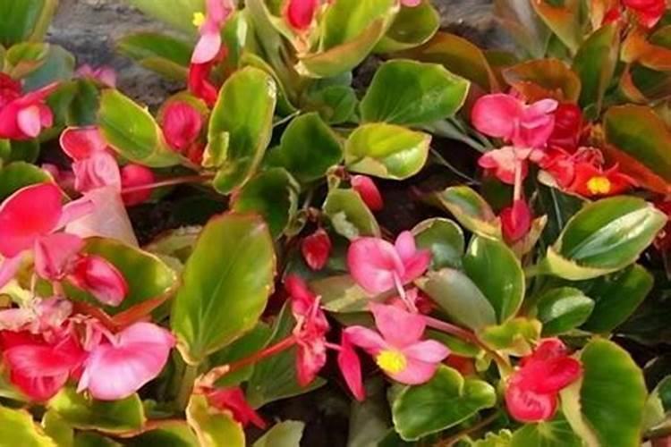 玻璃海棠开完花后怎么处理