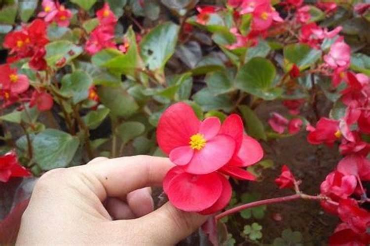 玻璃海棠开完花后怎么处理