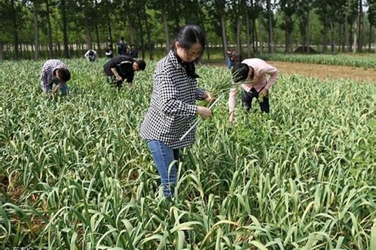 兰花有花蕾可以施肥吗,兰花施肥的六大注意事项