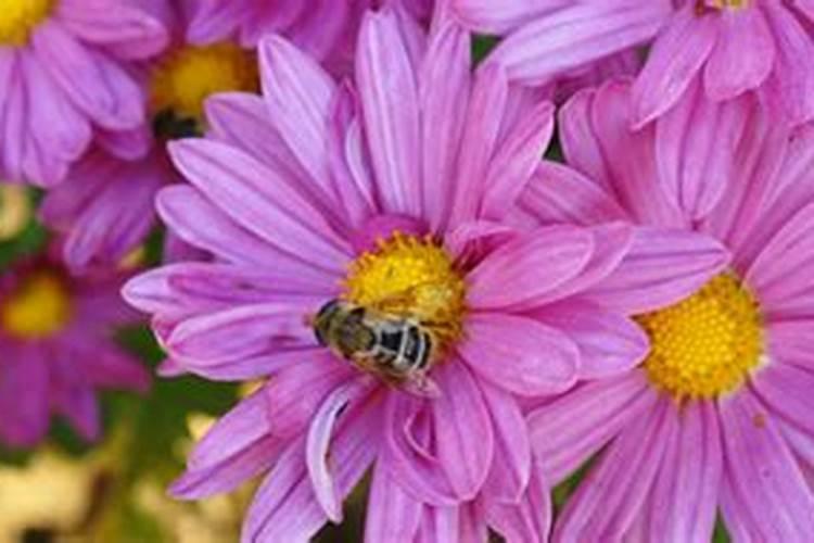 菊花施什么肥