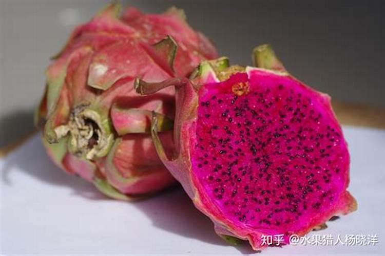 火龙果促花方法与人工催花技巧