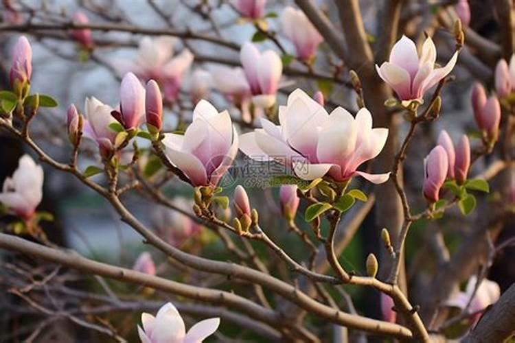 玉兰花什么时候施肥