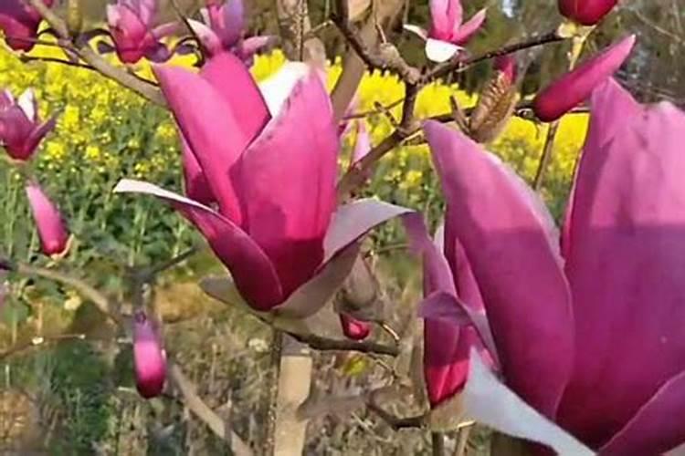 玉兰花什么季节开花 玉兰花的养殖注意事项