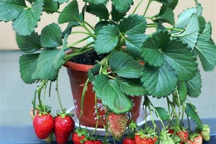 草莓追肥用什么肥料最好