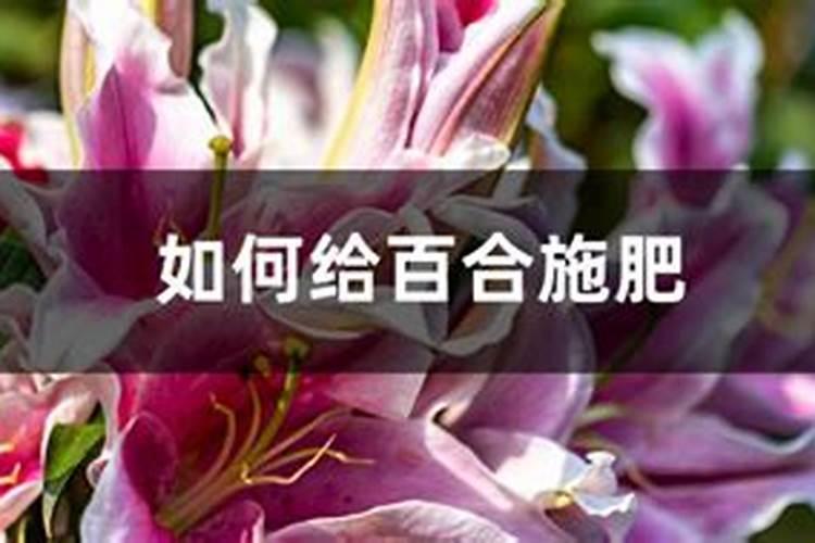 盆栽百合花施什么肥好