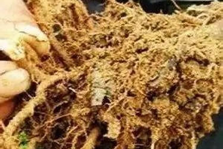 磷酸二氢钾正确施肥方法