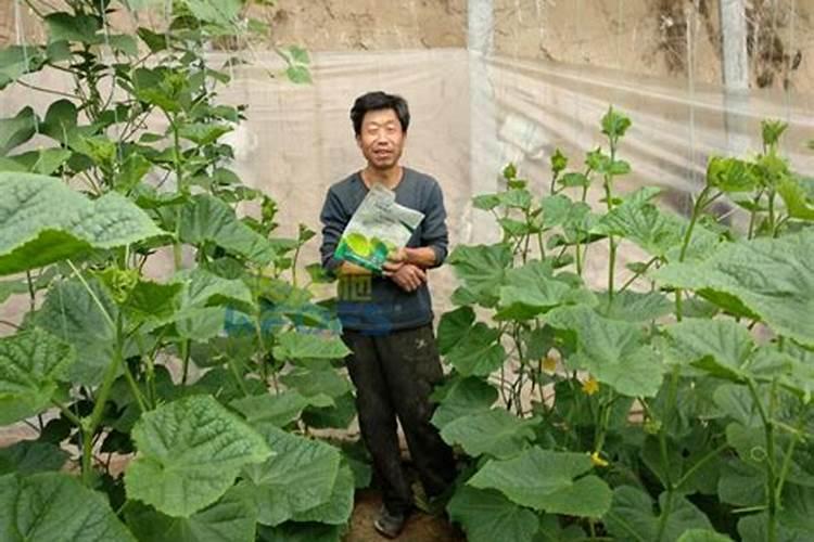 黄瓜施肥的正确方法