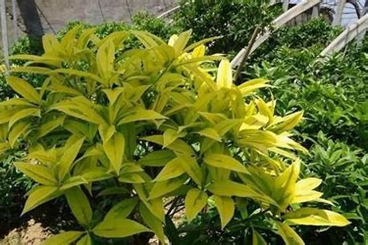 怎样防治月季花出现黄叶？