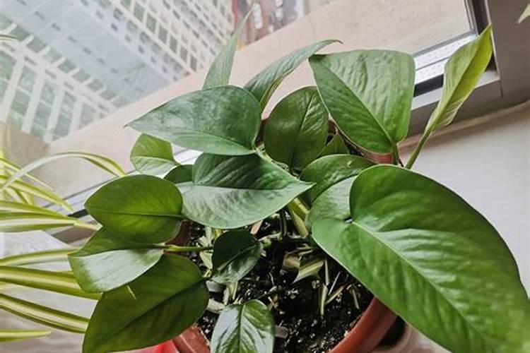豇豆追肥用什么肥料好？