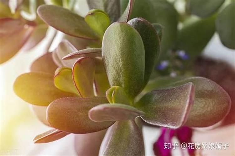 葡萄苗用水冲施肥容易死吗