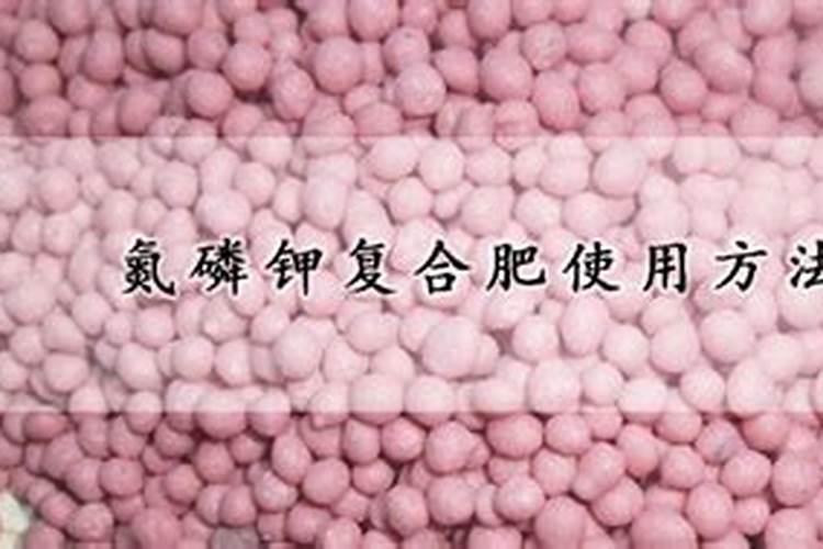 2020油茶种苗价格多少钱一棵？种植油茶30亩可收入多少钱？