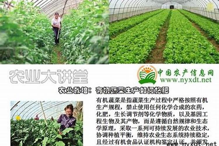 怎样根据番茄需肥特点进行施肥