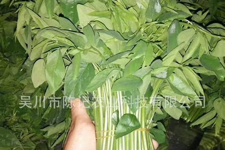 树仔菜什么地方适合种植