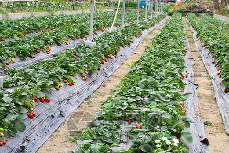草莓的施肥技术是什么？