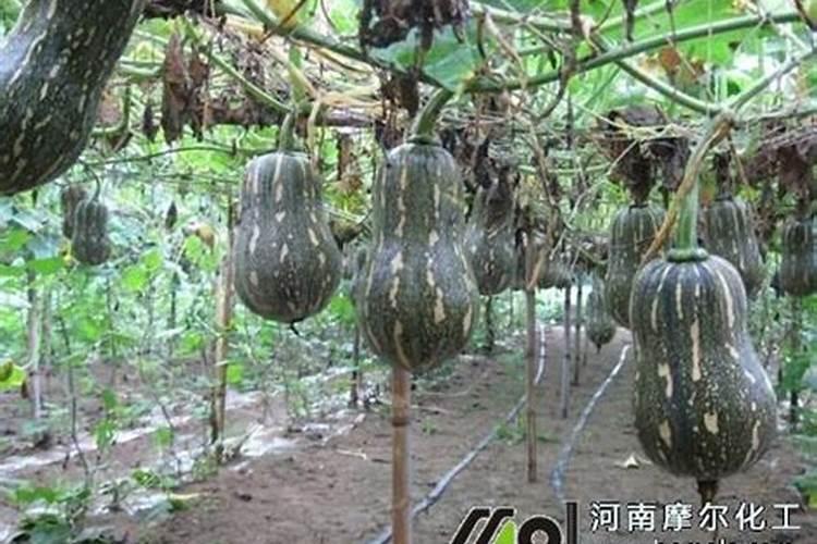 如何预防鱼的白点病