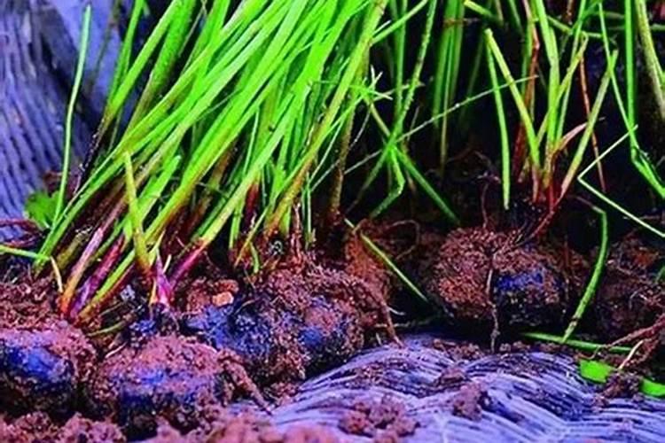 钾肥对植物的作用是什么 这篇文章说清楚了