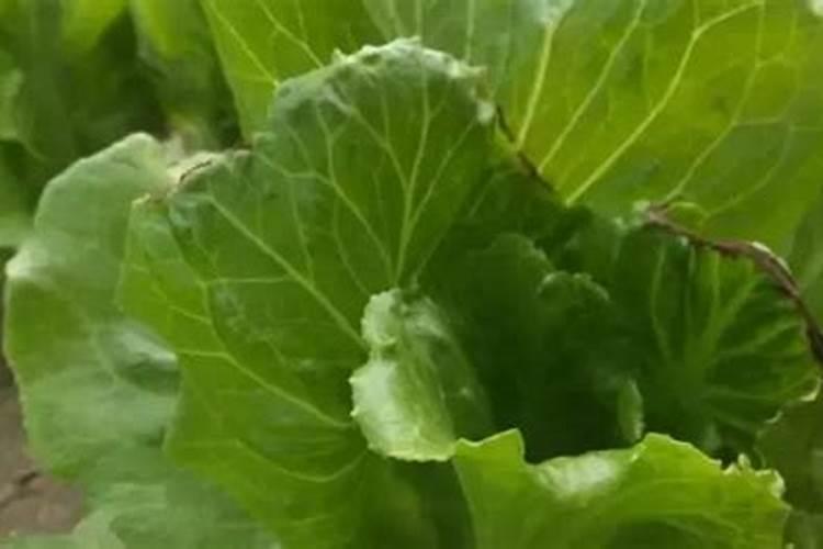 大白菜如何科学使用叶面施肥？