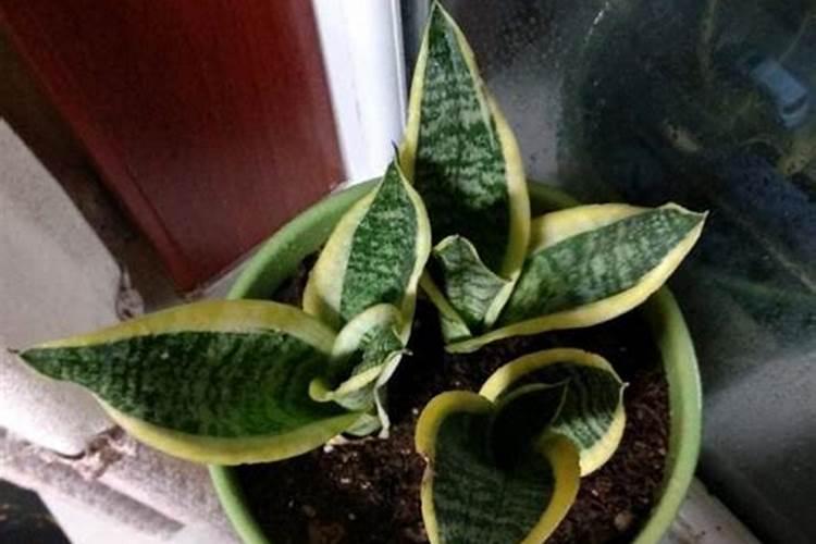 虎皮兰换盆后多久施肥