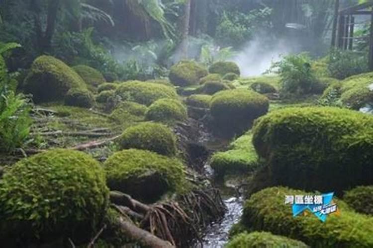 桃树上长青苔怎么致？