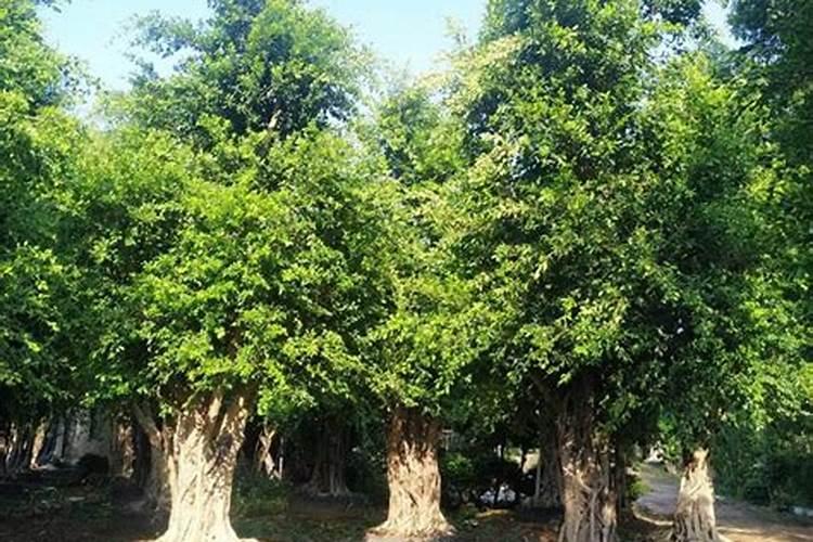 大叶榕施什么肥最好