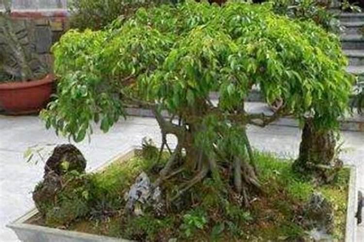大叶榕最好的肥料是什么？