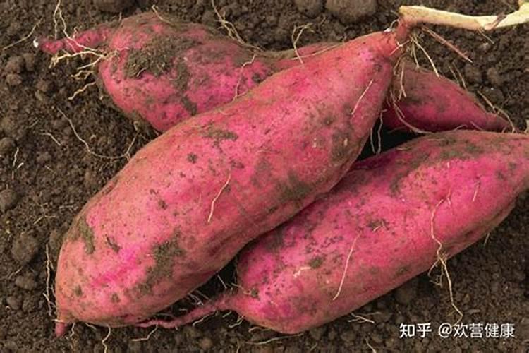 红薯用什么药治地下害虫好