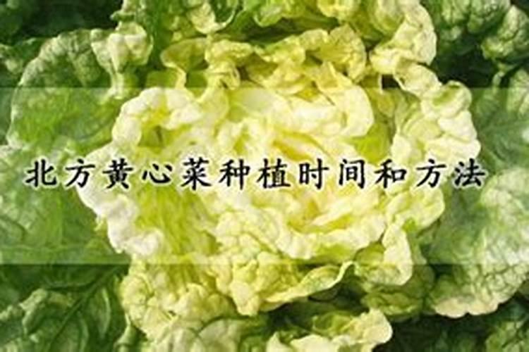 黄心菜怎么种植
