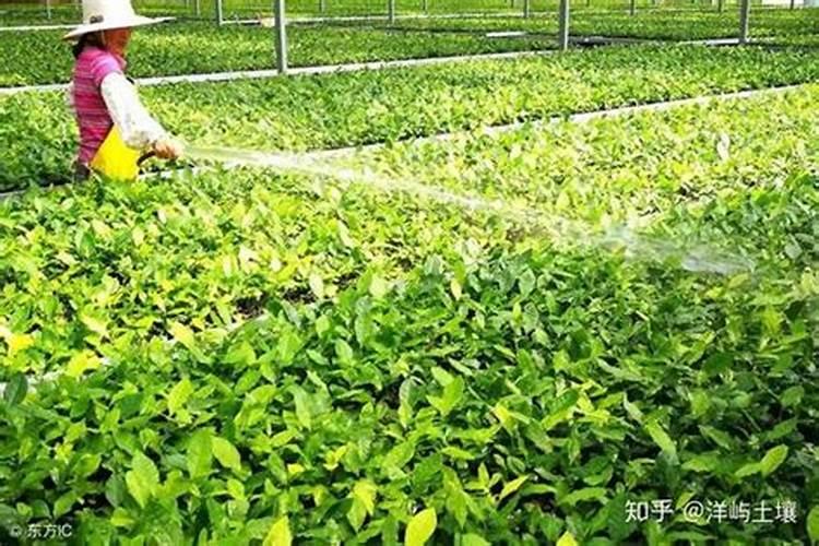 芸苔素内酯玉米可喷几次 几叶时可以使用