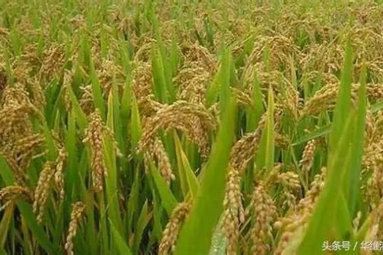 怎么种植水稻产量高 什么时候施钾肥效果好