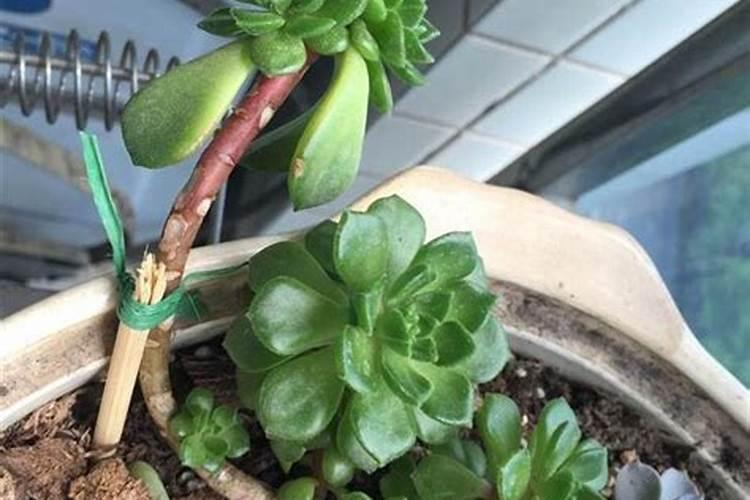 多肉植物可以施氮肥吗多肉植物能施氮肥吗