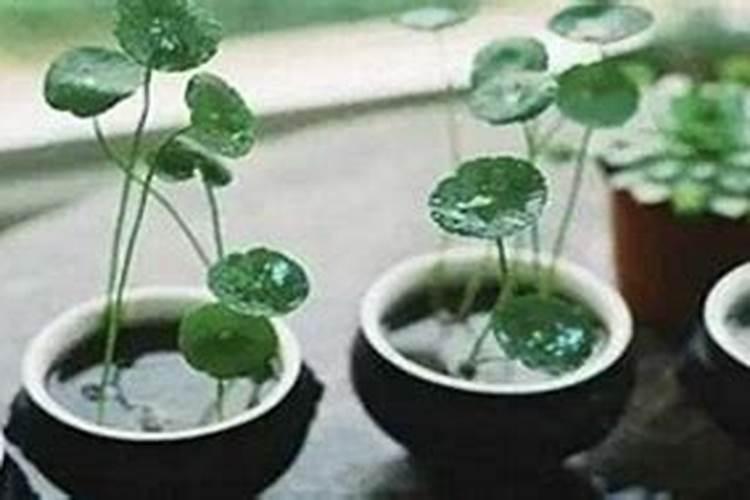种植番茄想增产需要掌握哪些施肥技巧