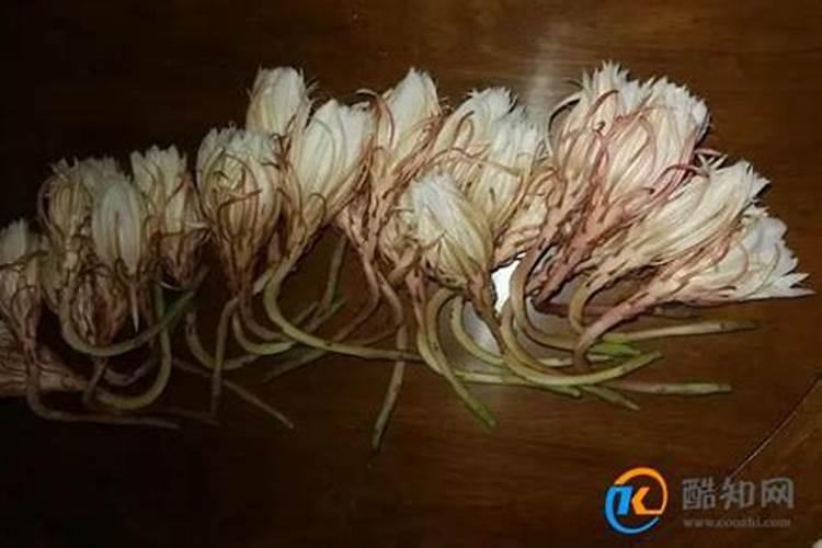 蟹爪兰正确浇水方法