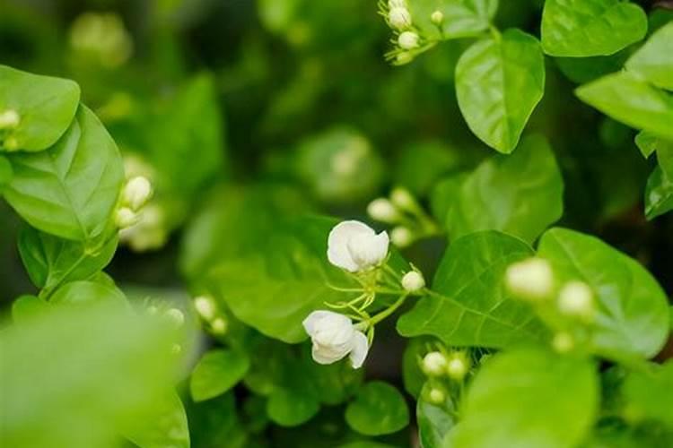腐植酸钠抑菌膏怎么洗掉