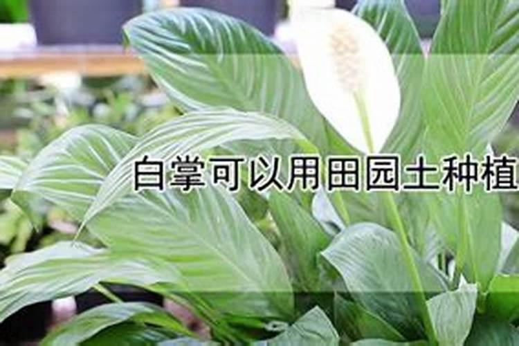 白掌施什么肥？怎么施
