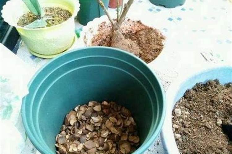 土豆膨大用哪种钾肥好