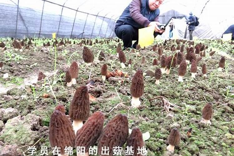 大蒜喷什么叶面肥好!防病毒用啥