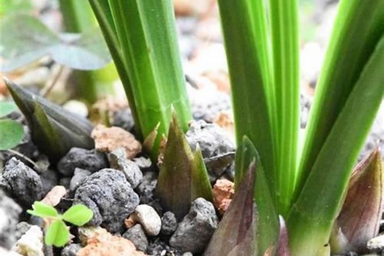 花椒什么时候种植最好