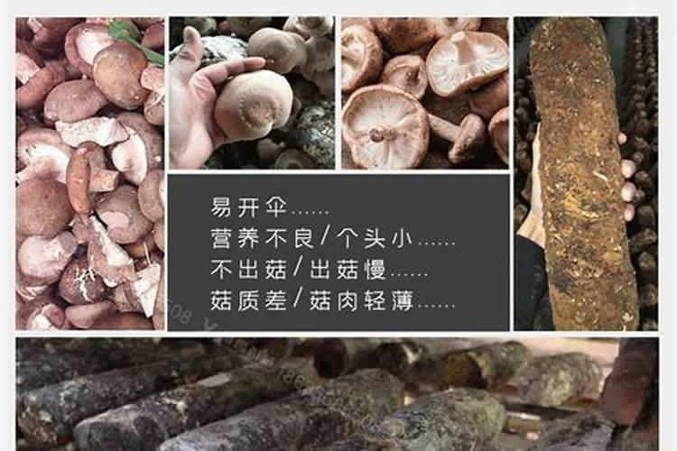 香菇袋子注水可以加芸苔素吗？
