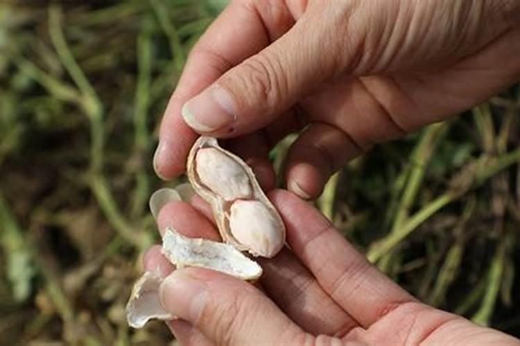 花生专用肥的最佳配方