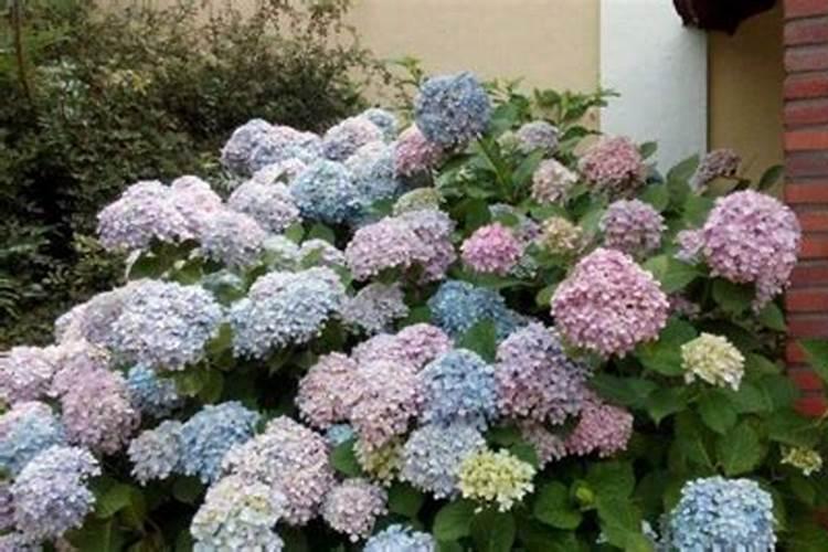 花开时施什么肥最好