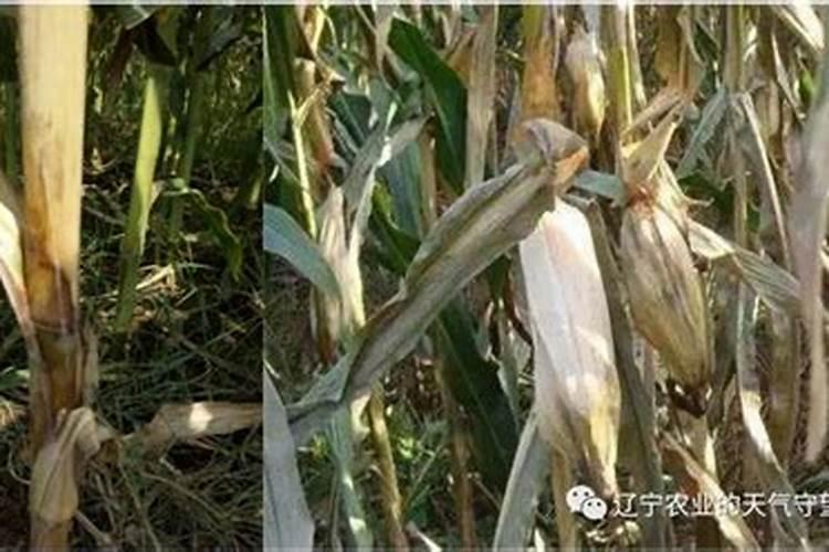 猕猴桃什么时候施磷酸二氢钾