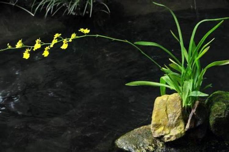 兰花花期浇水及施液肥对兰花有什么影响？