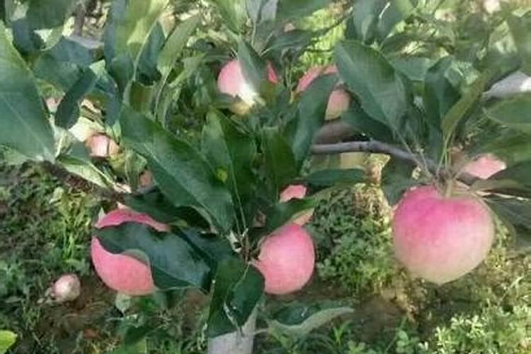 苹果树秋施什么肥怎么施？