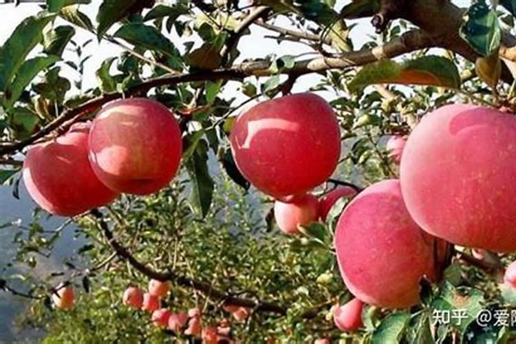 苹果树补钙几月份最好 苹果树补钙时间