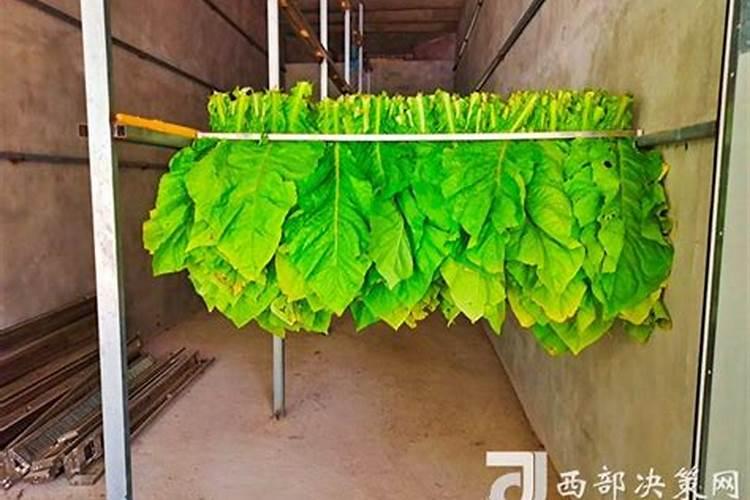 含钾高的蔬菜有那些？