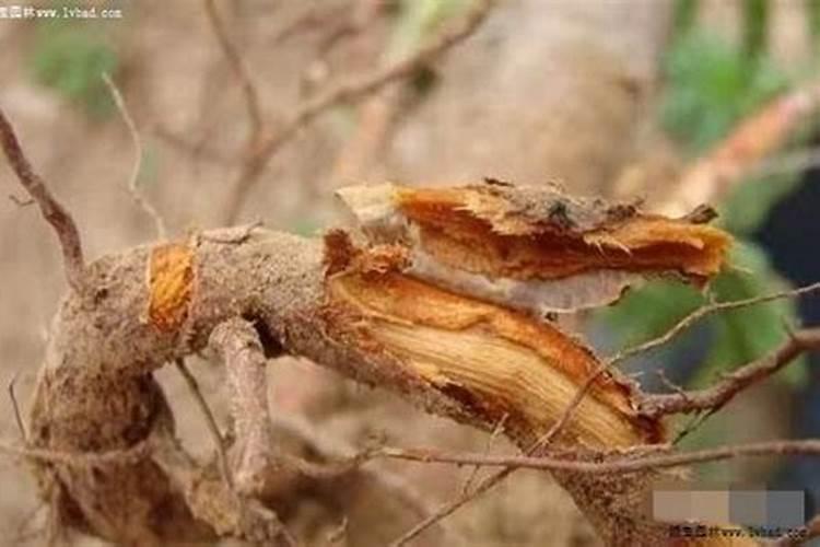辣椒移栽后不发新根生长慢要怎么办？苗