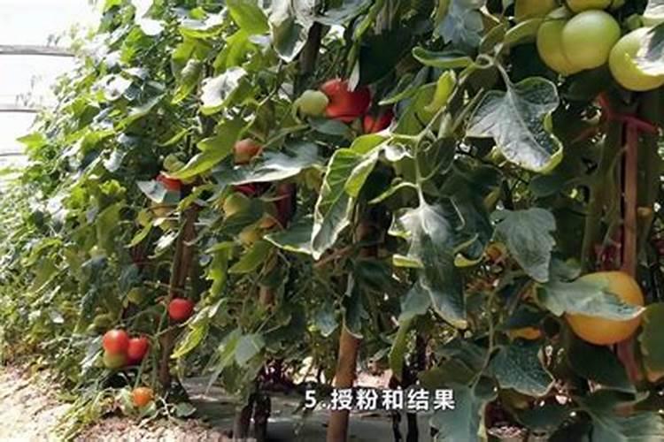 西红柿什么时候施肥最好