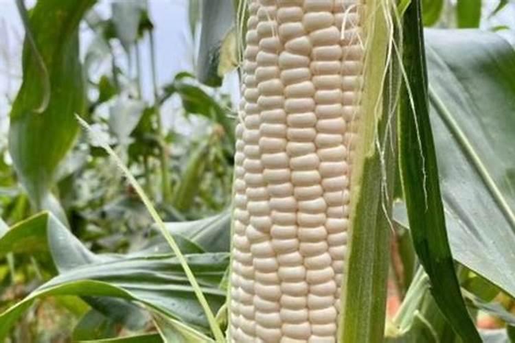 住商肥料玉米专用肥价格多少